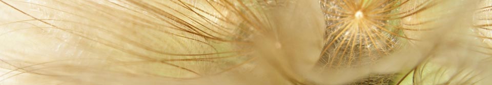 Hanna Evans Acupuncture